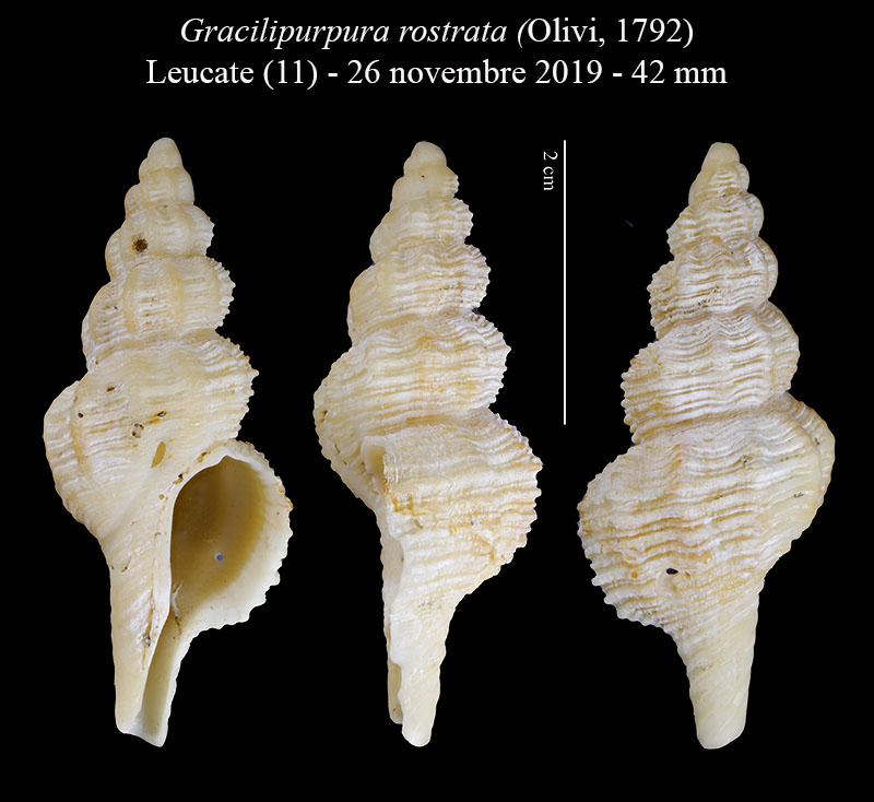 Gracilipurpura rostrata #61267