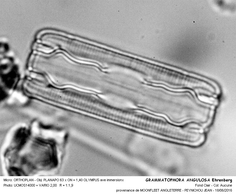 GRAMMATOPHORA ANGULOSA Ehrenberg #45788