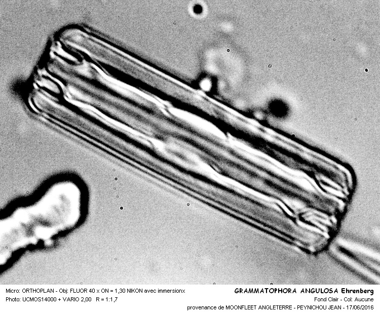 GRAMMATOPHORA ANGULOSA Ehrenberg #45768