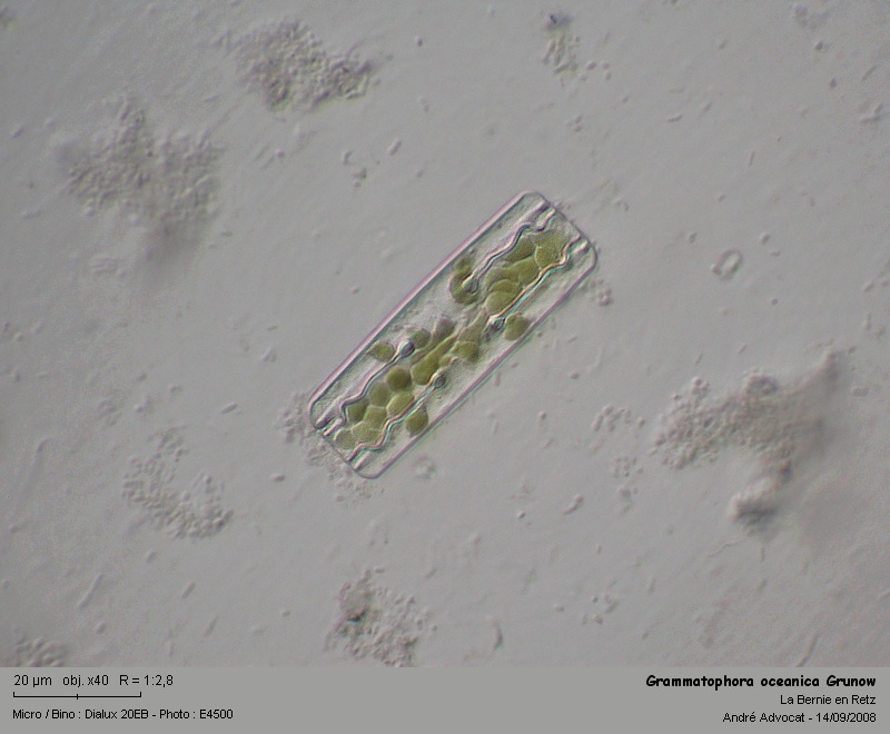Grammatophora cf.oceanica Grunow (Diatomée marine) #5563