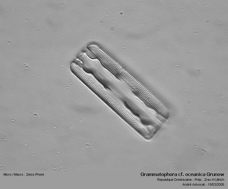 Grammatophora cf.oceanica Grunow (Diatomée marine) #5566