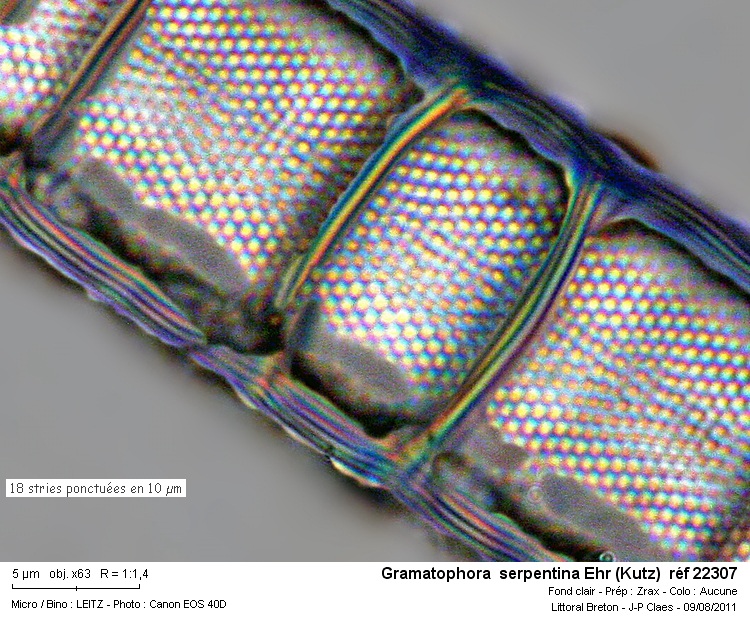 Grammatophora Ehr #23635