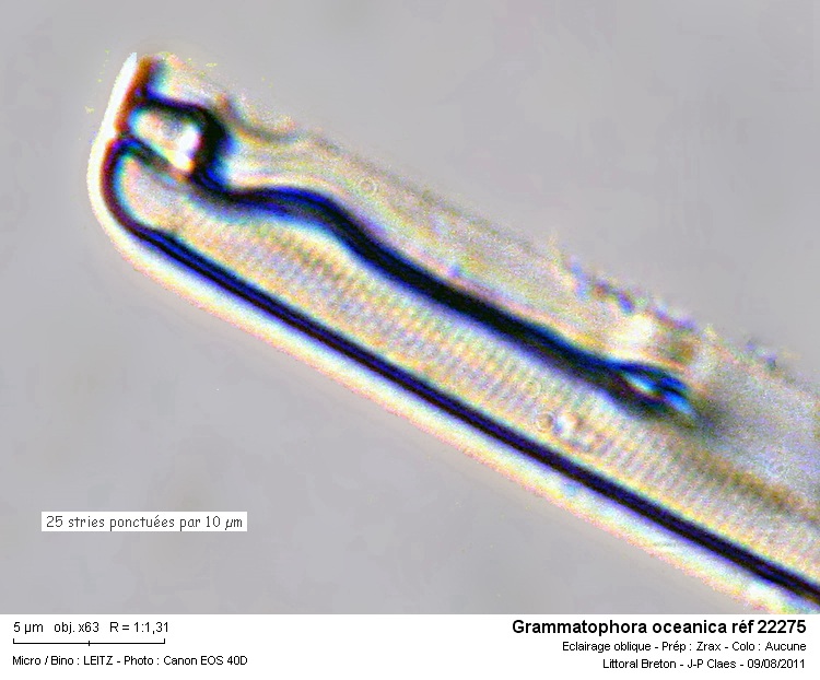 Grammatophora Ehr #23642