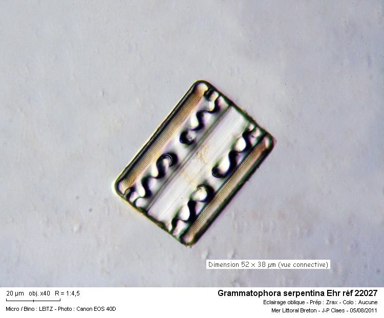 Grammatophora Ehr #23640