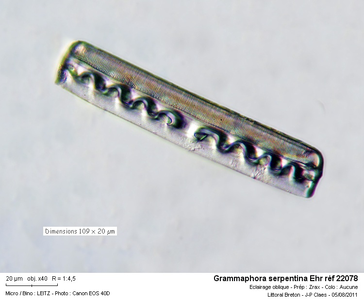 Grammatophora Ehr #23638