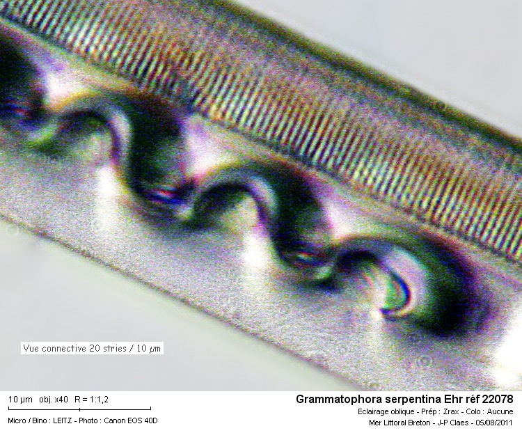 Grammatophora Ehr #23639
