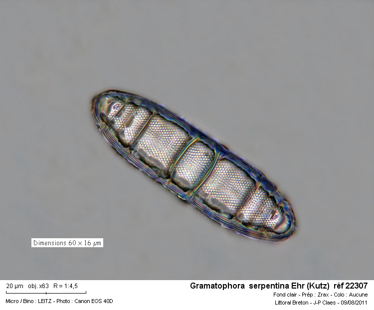 Grammatophora Ehr #23636