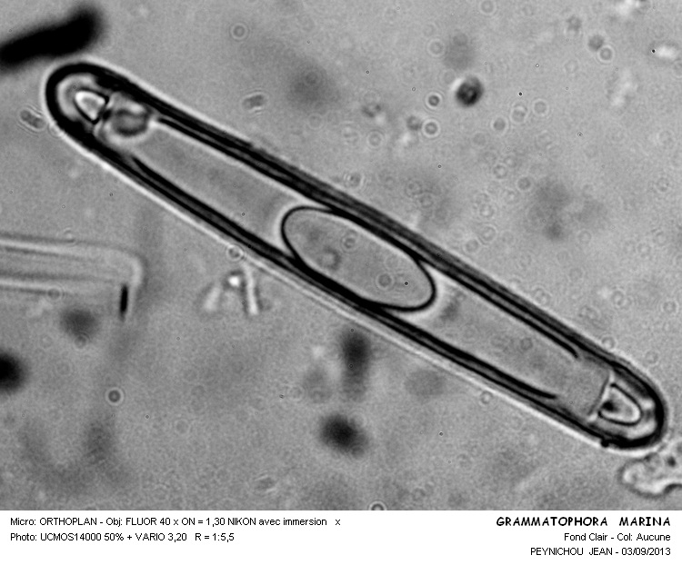 GRAMMATOPHORA MARINA #33568