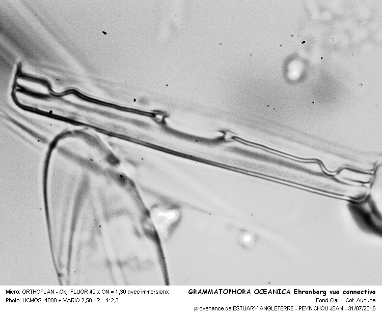 GRAMMATOPHORA OCEANICA Ehrenberg vue connective #46331