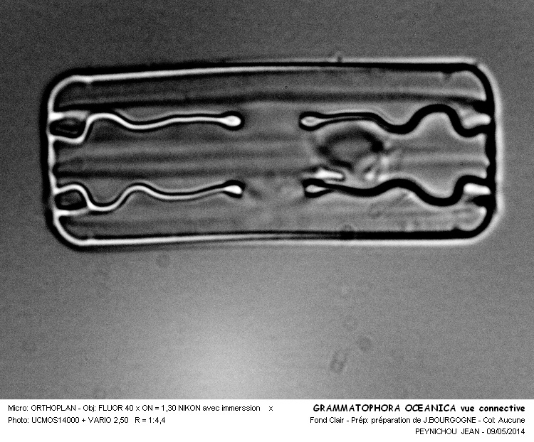 Grammatophora oceanica #37472