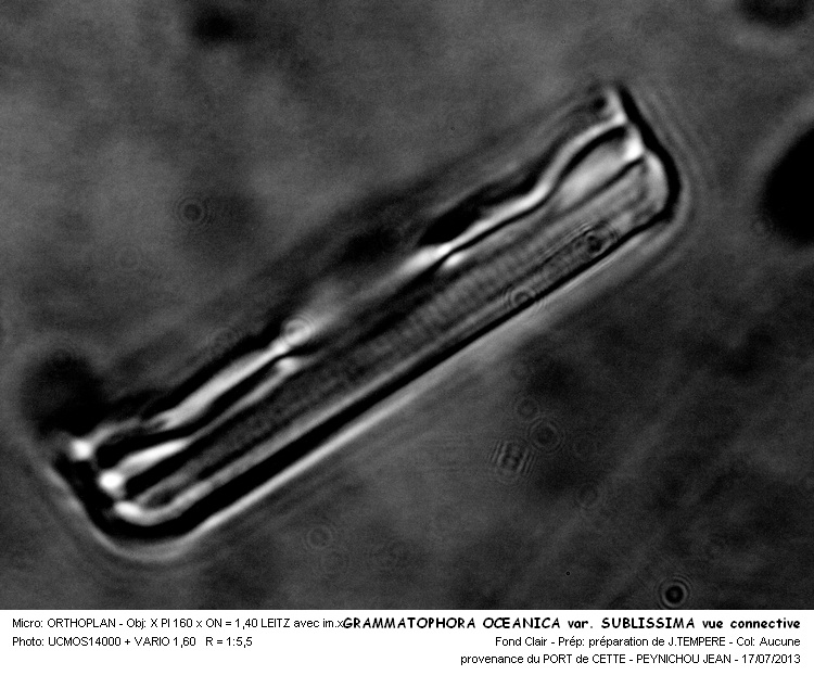GRAMMATOPHORA OCEANICA var.SUBLISSIMUS #32746