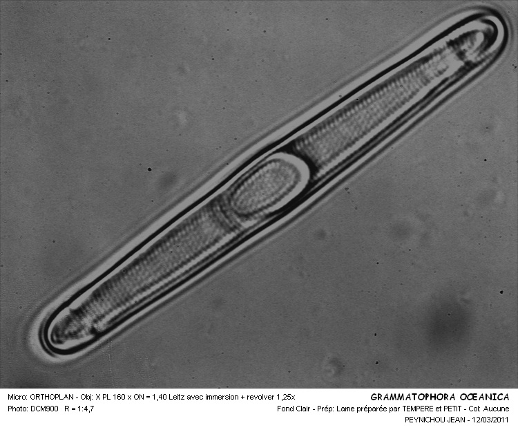 GRAMMATOPHORA OCEANICA #32039