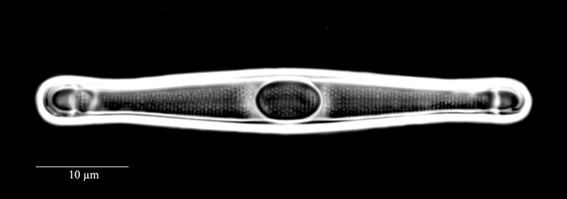 Grammatophora oceanica var. macilenta #70609