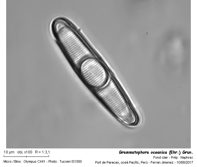 Grammatophora oceanica (Ehr.) Grun. #51472
