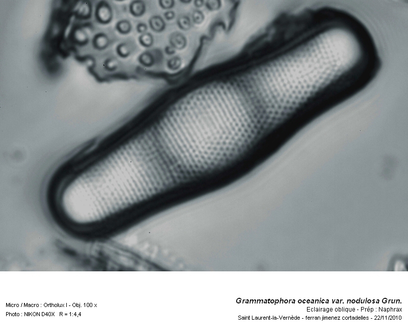 Grammatophora oceanica var. nodulosa Grun. #19191
