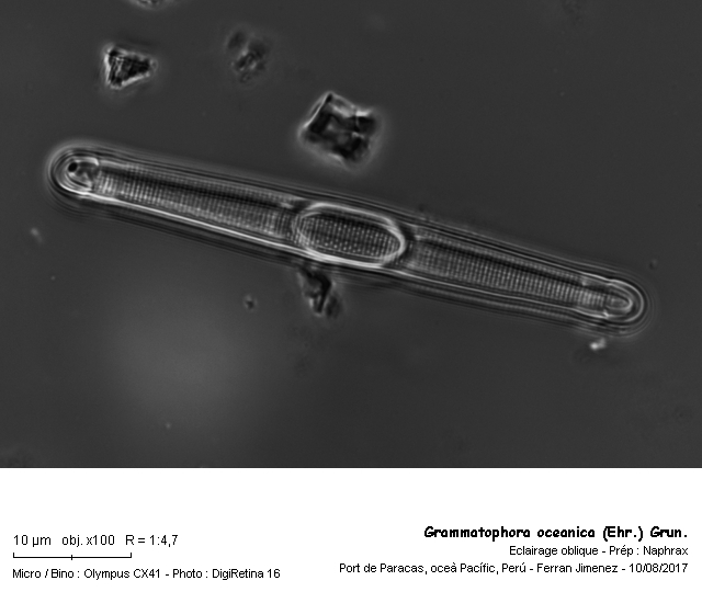 Grammatophora oceanica (Ehr.) Grun. #51474
