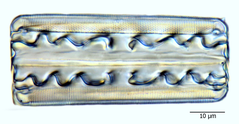 Grammatophora serpentina #66227