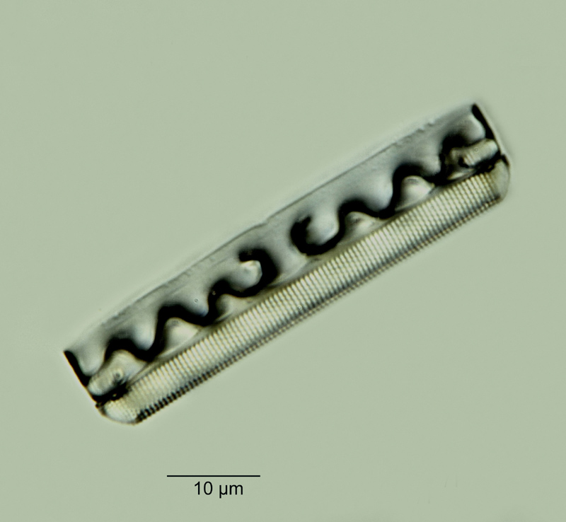 Grammatophora serpentina Ehr. #18453