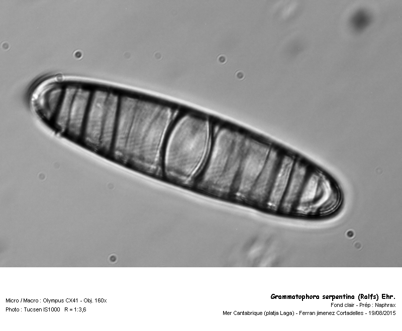 Grammatophora serpentina Ralfs. (Ehrenberg) #43752