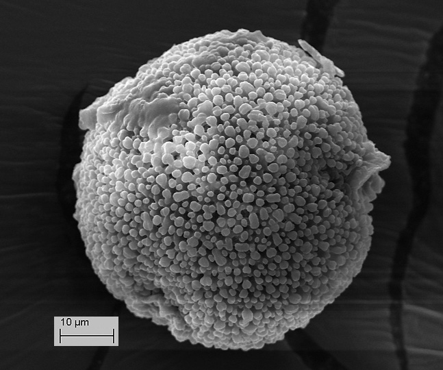 Géranium des Pyrénées #36158