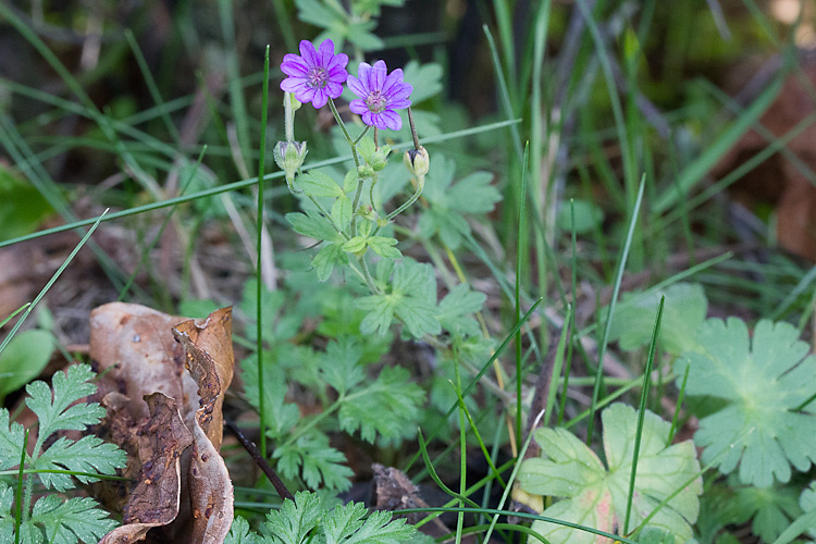 Géranium des Pyrénées #36156