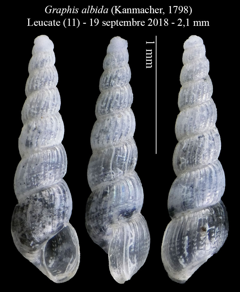 Graphis albida #58328
