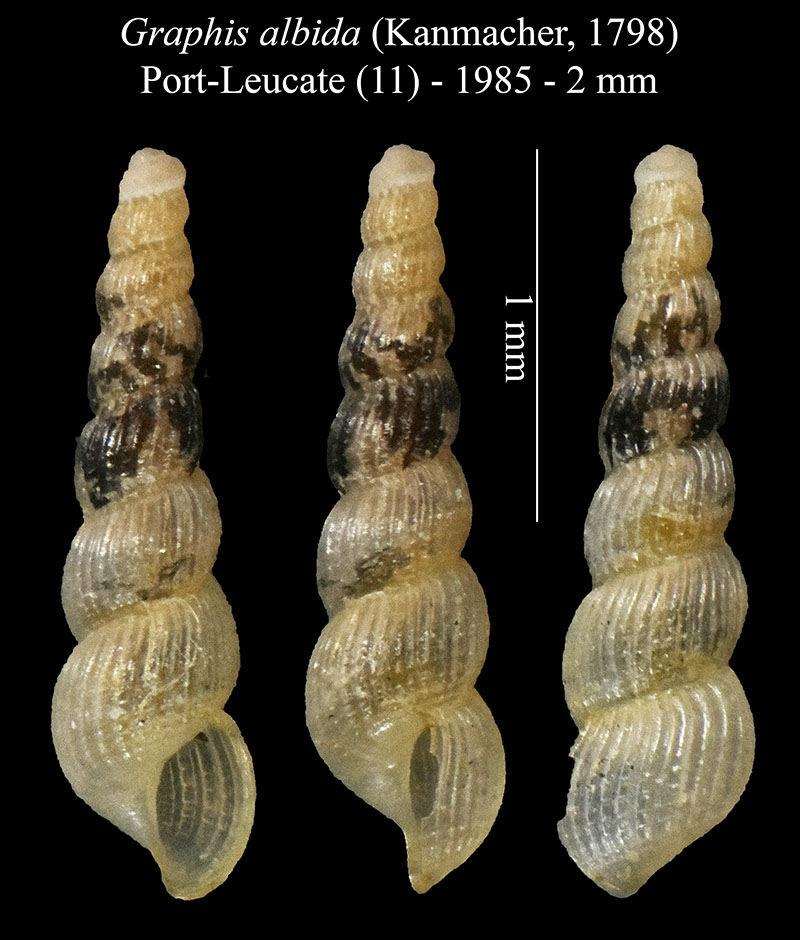 Graphis albida #56752