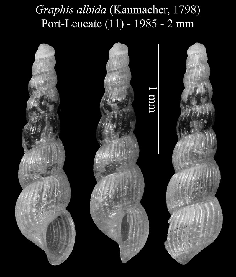 Graphis albida #56753