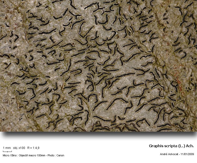Graphis scripta (L.) Ach. #7774