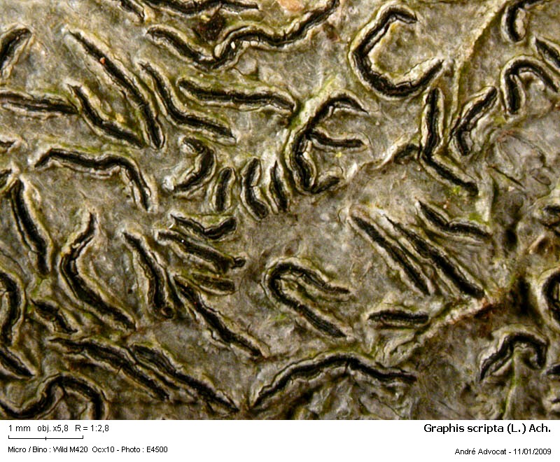 Graphis scripta (L.) Ach. #7775