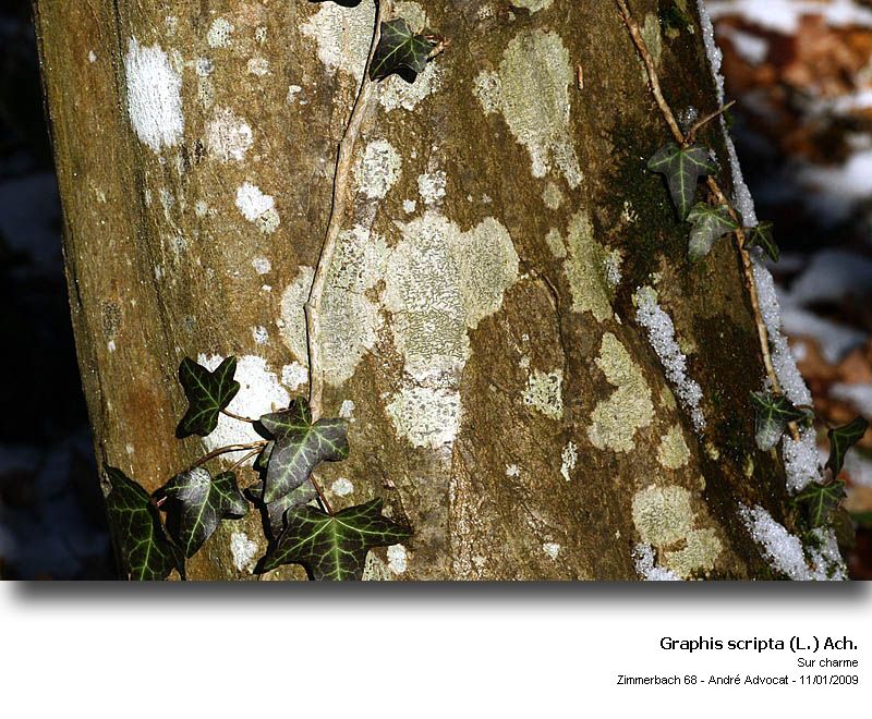 Graphis scripta (L.) Ach. #7773