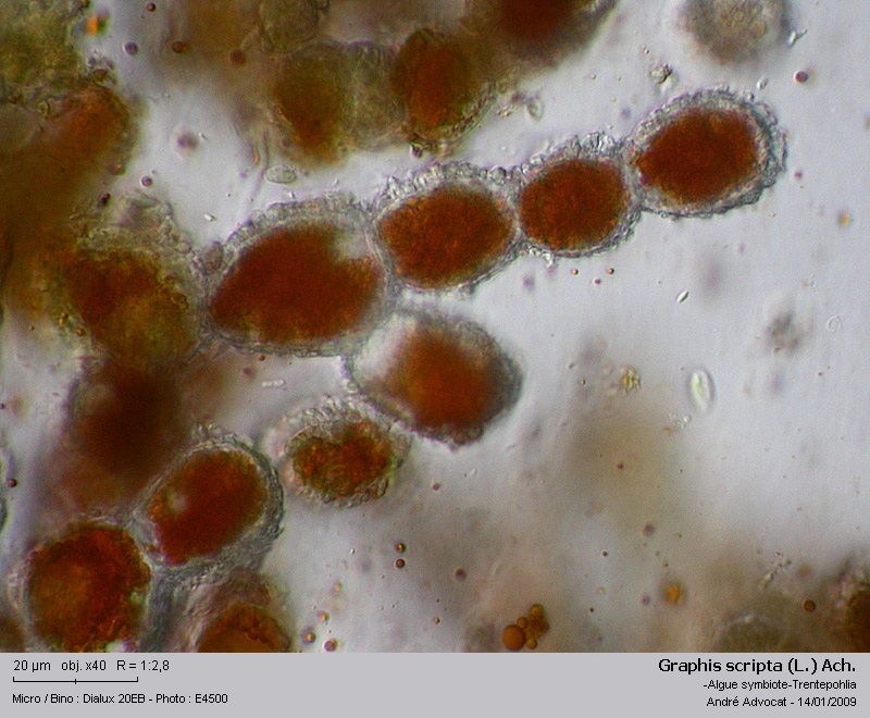Graphis scripta (L.) Ach. #7854