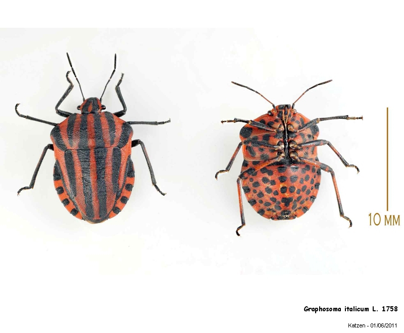 Graphosoma italicum L.1758 PENTATOMIDAE #22508