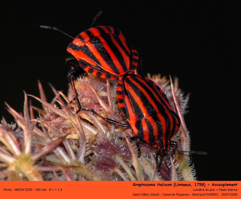 Graphosoma italicum Linnaeus 1758 #13989