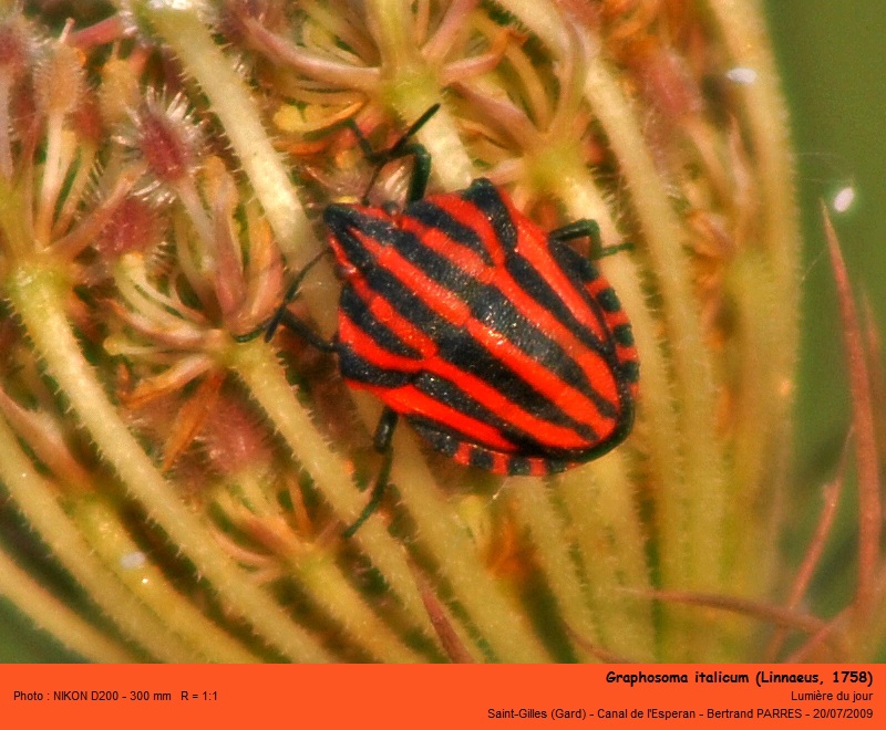 Graphosoma italicum Linnaeus 1758 #13988
