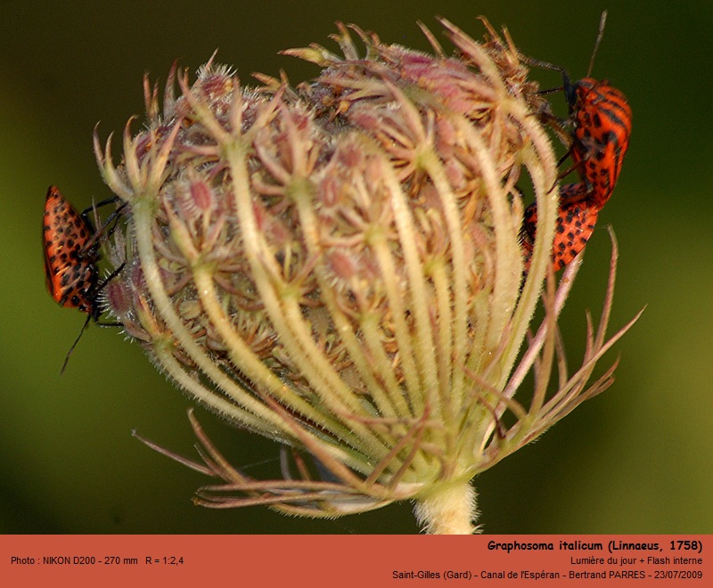Graphosoma italicum Linnaeus 1758 #13990