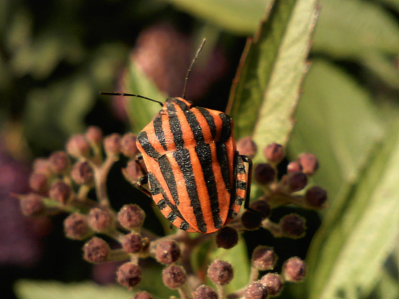 Graphosoma lineatum italicum #32583