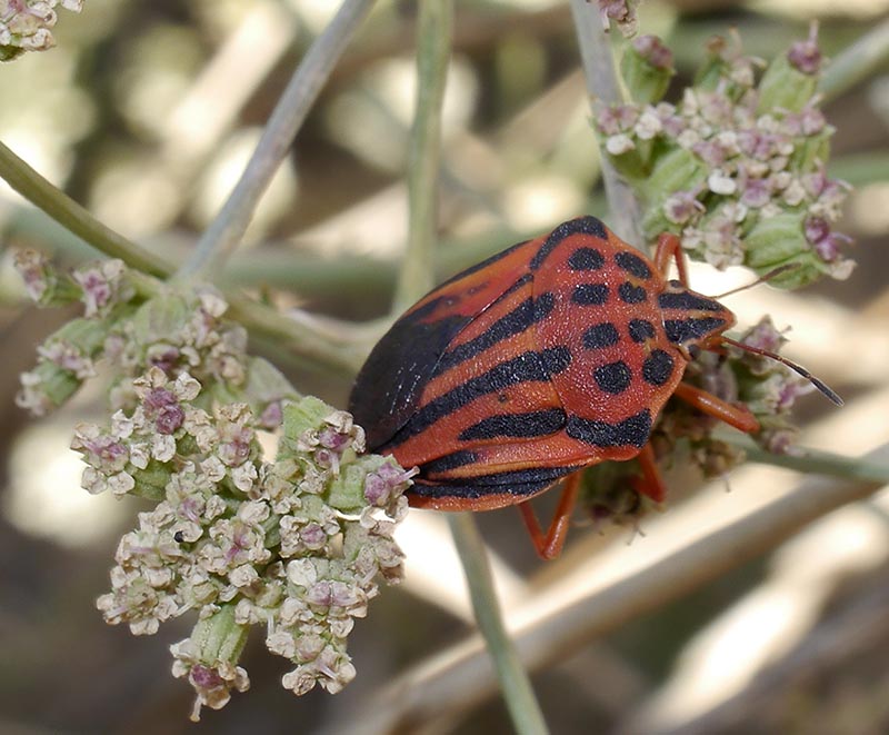 Graphosoma semipunctatum #52348