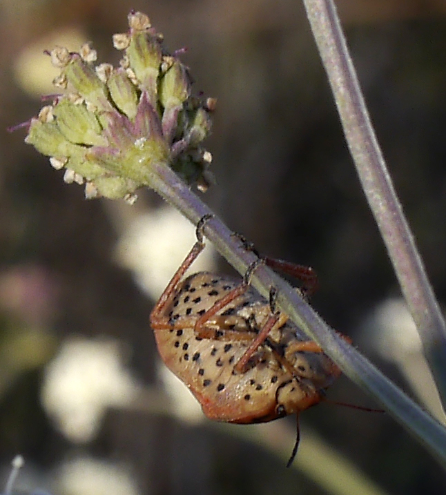 Graphosoma semipunctatum #52349