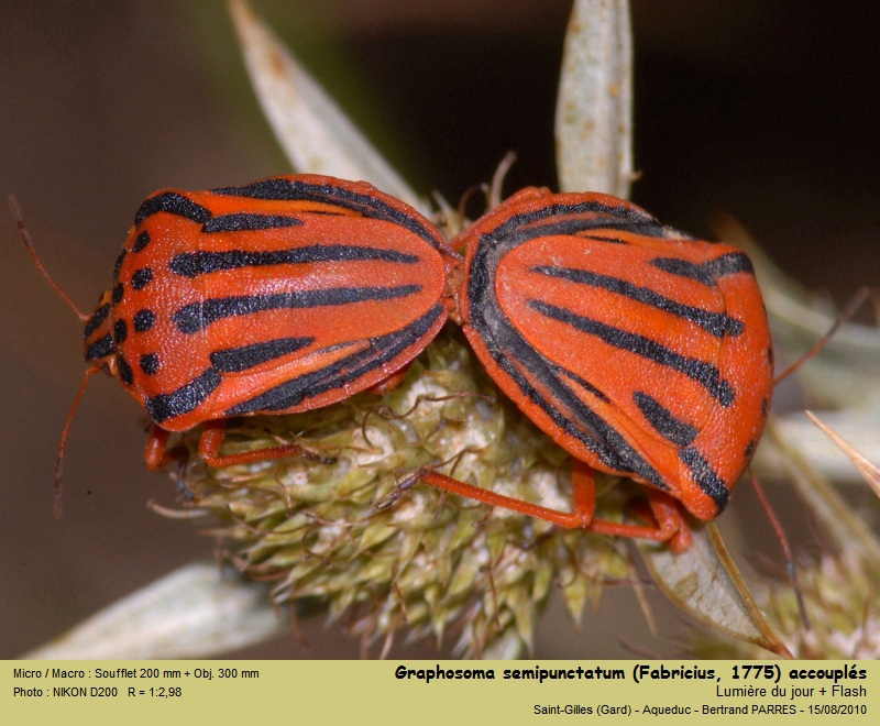 Graphosoma semipunctatum (Fabricius, 1775) #21467