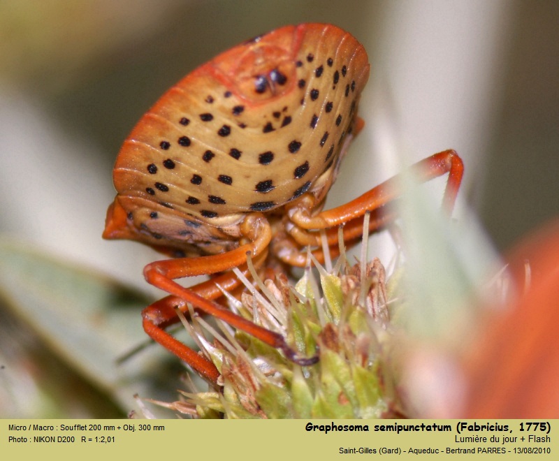Graphosoma semipunctatum (Fabricius, 1775) #21466