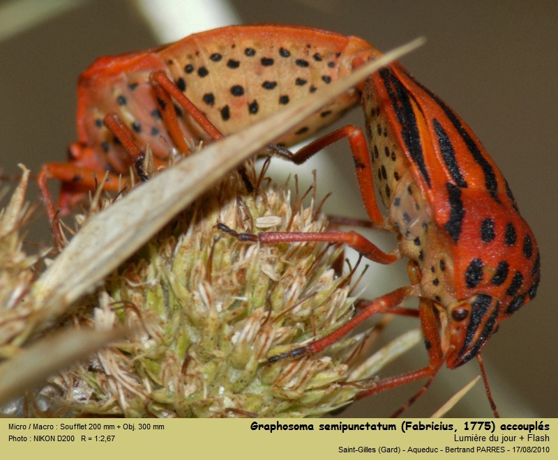 Graphosoma semipunctatum (Fabricius, 1775) #21469