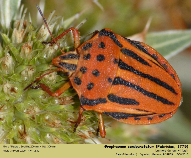 Graphosoma semipunctatum (Fabricius, 1775) #21465