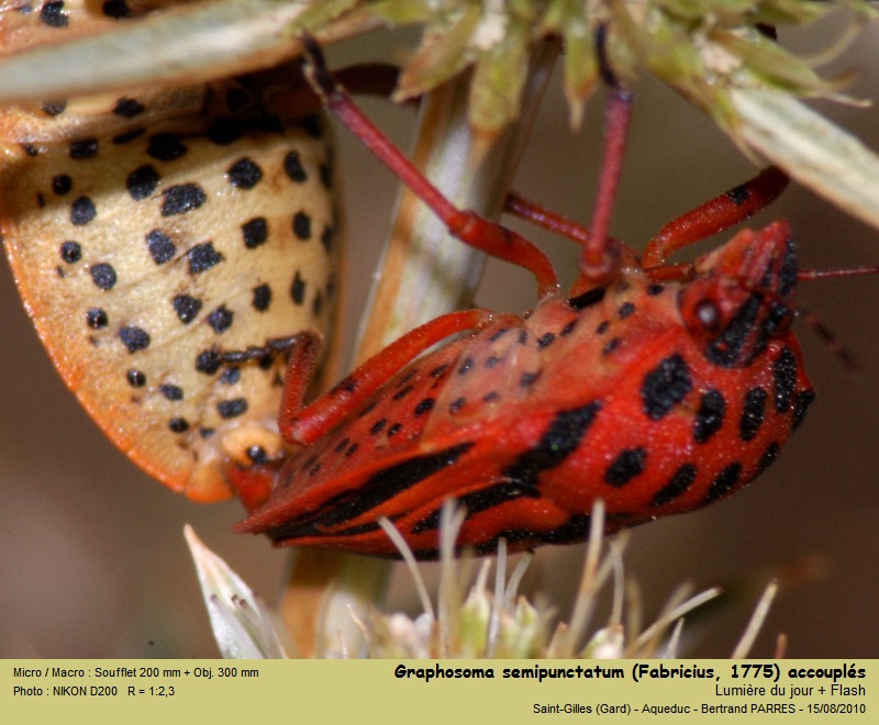Graphosoma semipunctatum (Fabricius, 1775) #21468