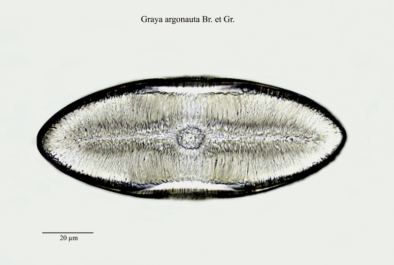 Graya argonauta Br. & Gr. #23509