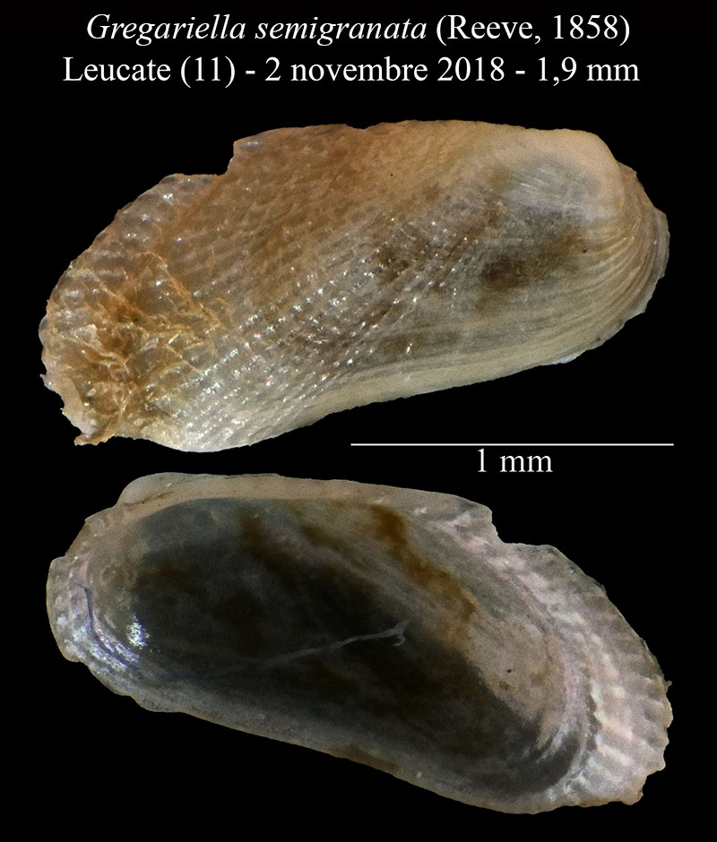 Gregariella semigranata #61590