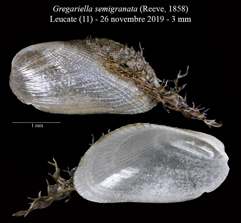 Gregariella semigranata #61591