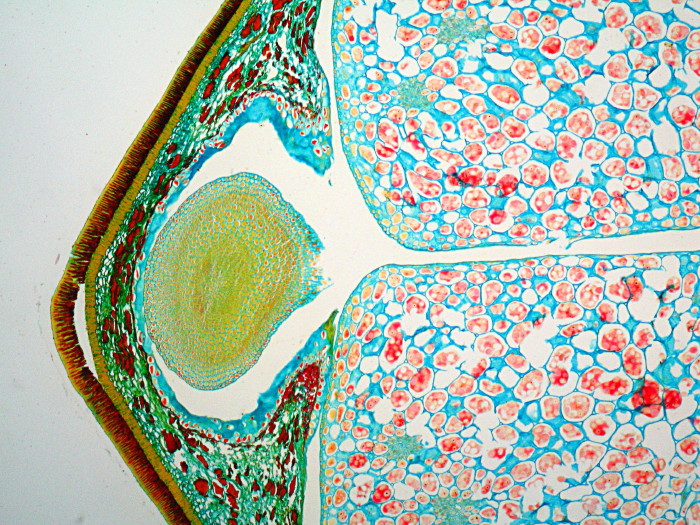Griffonia simplicifolia coupe du semence #18613