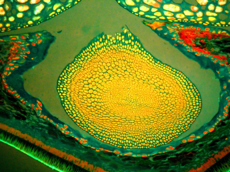 Griffonia simplicifolia en epi-fluorescense #18643