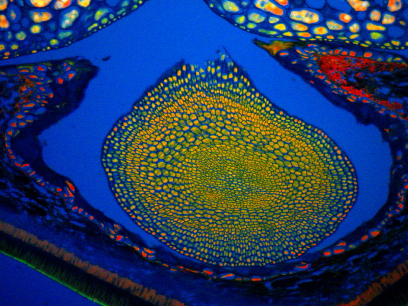 Griffonia simplicifolia en epi-fluorescense #18644